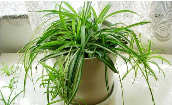 家居风水:植物和屏风使用多注意