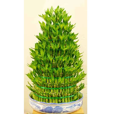富贵竹风水